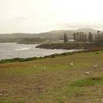 Kiama - Blowhole point